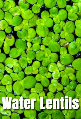 What are Water Lentils? Are they healthy?